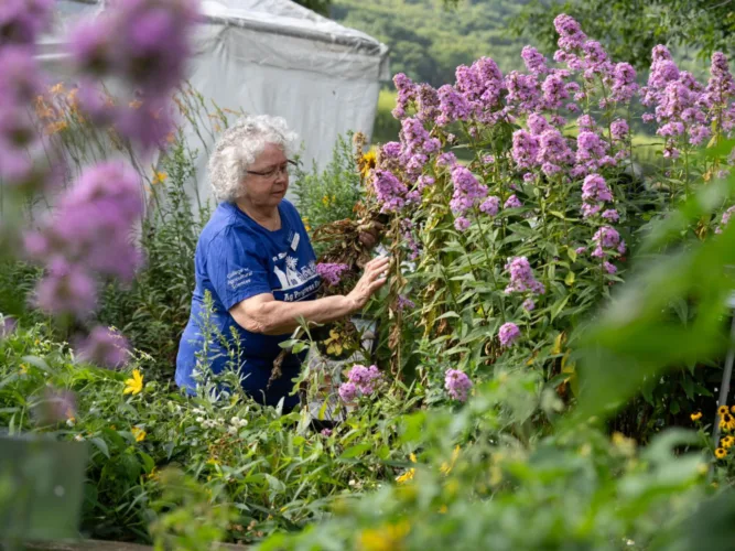 Master Gardeners to share gardening expertise  at Ag Progress Days